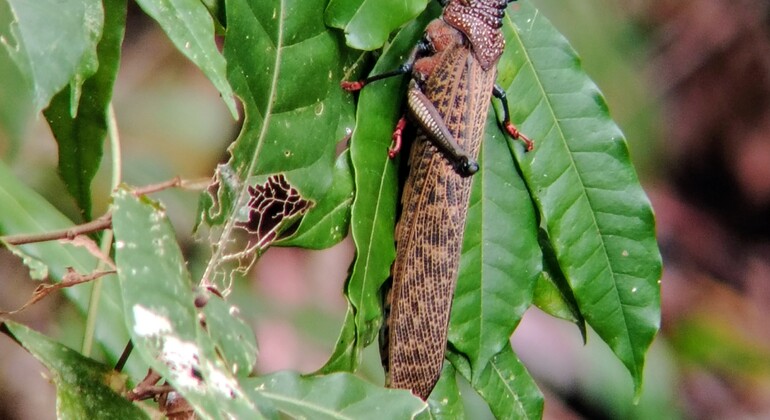 brandon-nature-tour-costa-rica-es-33