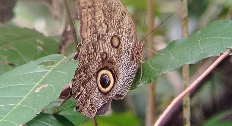 brandon-nature-tour-costa-rica-es-34