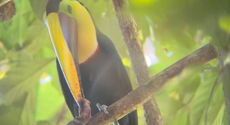 brandon-nature-tour-costa-rica-es-37