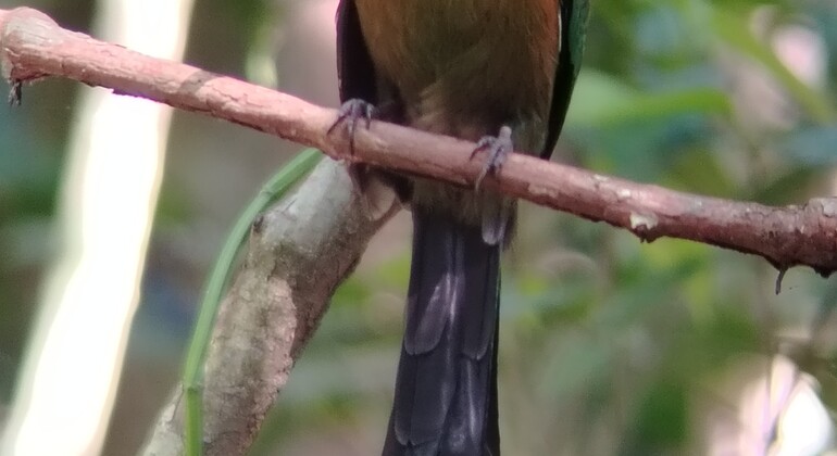 brandon-nature-tour-costa-rica-es-38