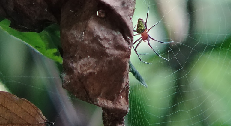 brandon-nature-tour-costa-rica-es-41