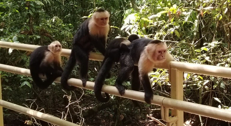brandon-nature-tour-costa-rica-es-42