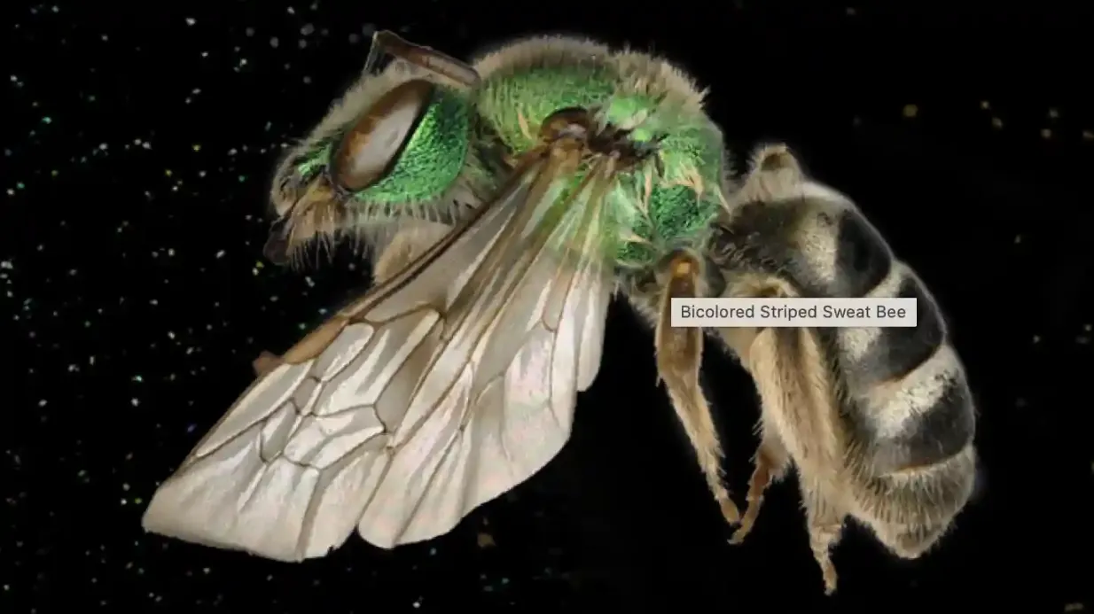 Royal Ontario Museum Feature Exhibit: Bees - A Story of Survival