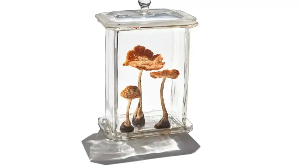 Exposition vedette du Musée royal de l'Ontario : Pyschédéliques Fournie par Royal Ontario Museum