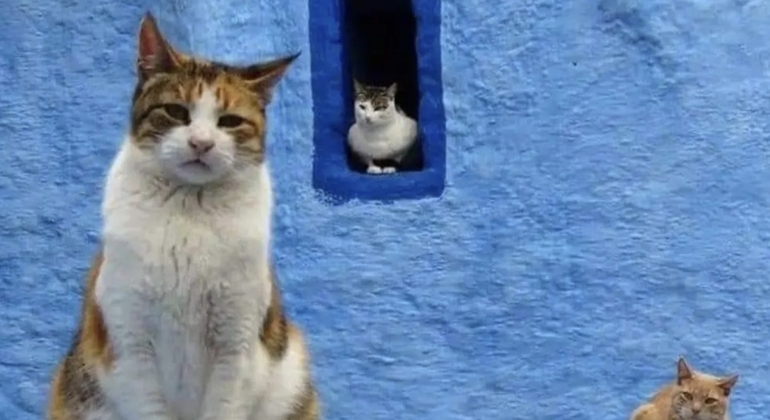 Chefchaouen Free Authentic Walking Tour  Morocco &mdash; #2