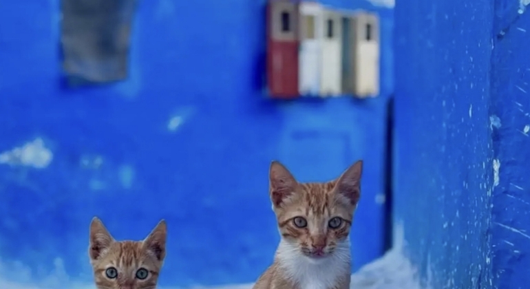 Chefchaouen Free Authentic Walking Tour  Morocco &mdash; #3