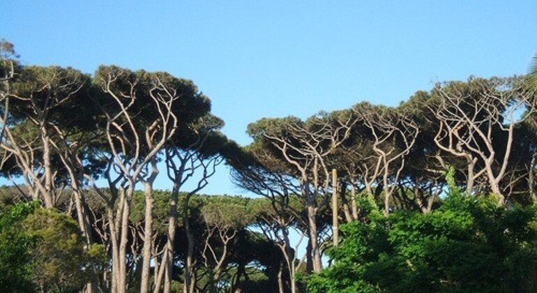Fregene Bike Tour with a Local: Hidden Stories Between Sea and Pine Forest global.countries. &mdash; #2