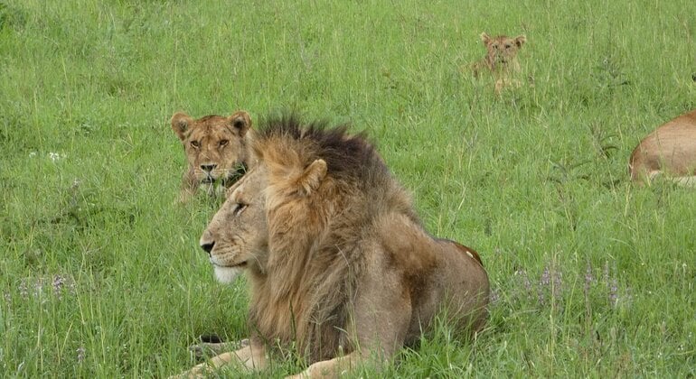 Zweitägige Tansania-Safari: Tarangire & Ngorongoro-Krater von Karatu aus