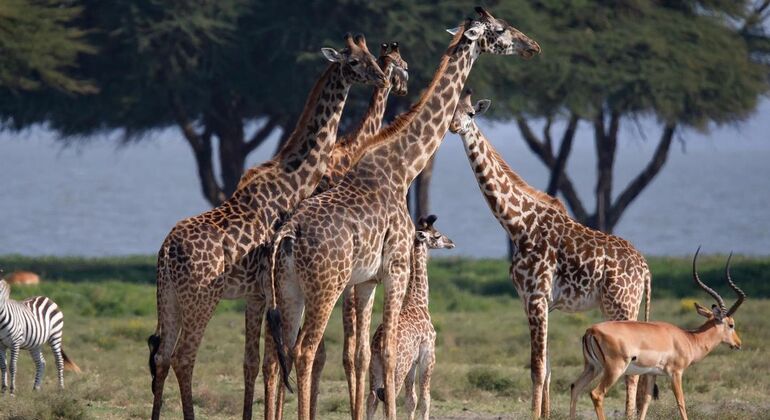 two-day-tanzania-safari-tarangire-and-ngorongoro-crater-from-karatu-en-1