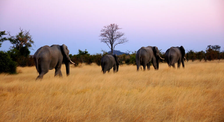 two-day-tanzania-safari-tarangire-and-ngorongoro-crater-from-karatu-en-2