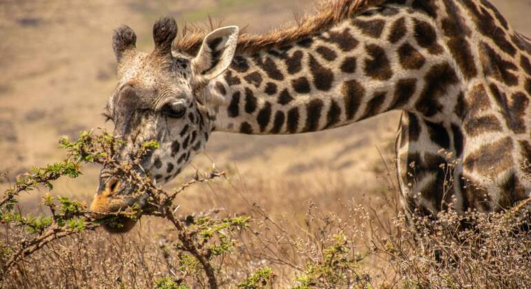 two-day-tanzania-safari-tarangire-and-ngorongoro-crater-from-karatu-en-3