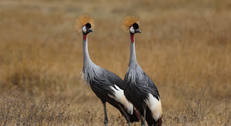 two-day-tanzania-safari-tarangire-and-ngorongoro-crater-from-karatu-en-4