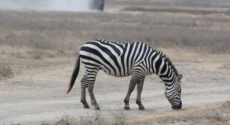 two-day-tanzania-safari-tarangire-and-ngorongoro-crater-from-karatu-en-6