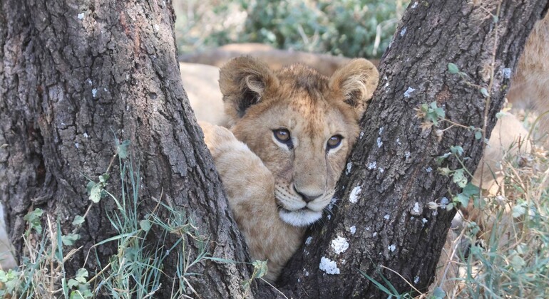 two-day-tanzania-safari-tarangire-and-ngorongoro-crater-from-karatu-en-7