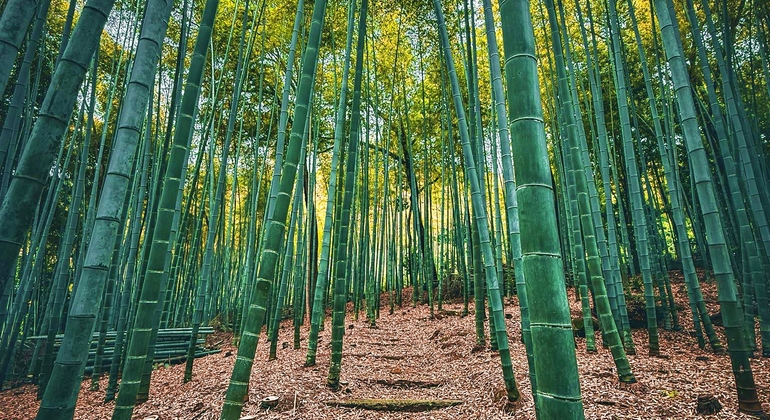 Kioto: Arashiyama Bamboo & Adashino Temple Tour con recogida en el hotel Japón &mdash; #8