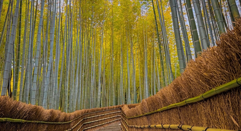 Kioto: Arashiyama Bamboo & Adashino Temple Tour con recogida en el hotel Japón &mdash; #9
