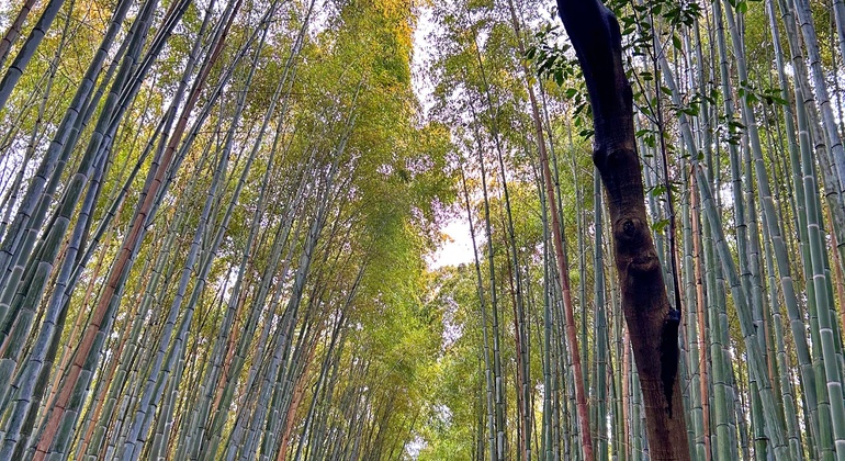 Kioto: Arashiyama Bamboo & Adashino Temple Tour con recogida en el hotel Japón &mdash; #13