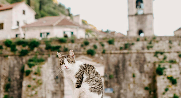 Audio Self-Guide App: Kotor Stadtrundfahrt Montenegro &mdash; #9