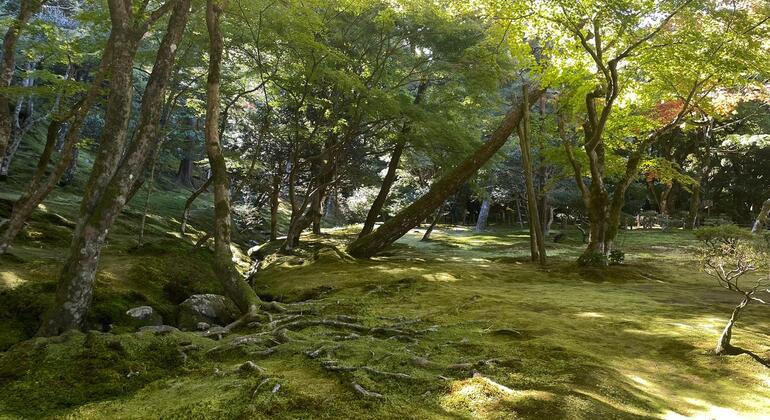 Tour grupal por Kioto Japón &mdash; #8