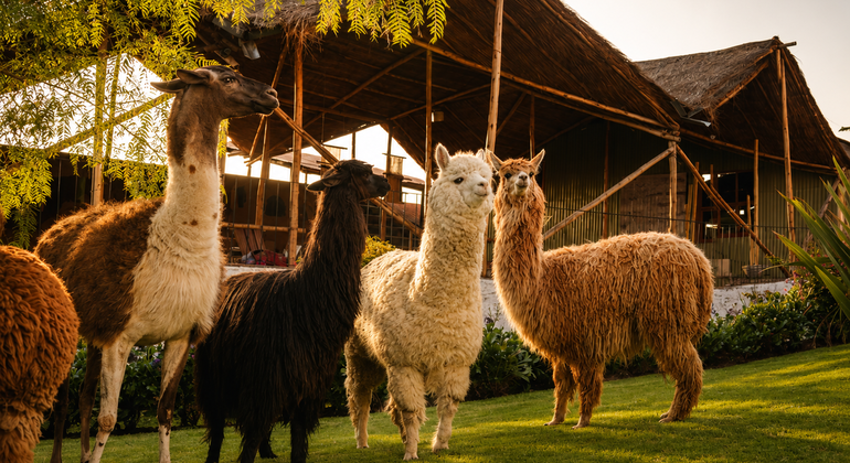 Free Walking Tour Hidden Gems in Arequipa Peru &mdash; #8