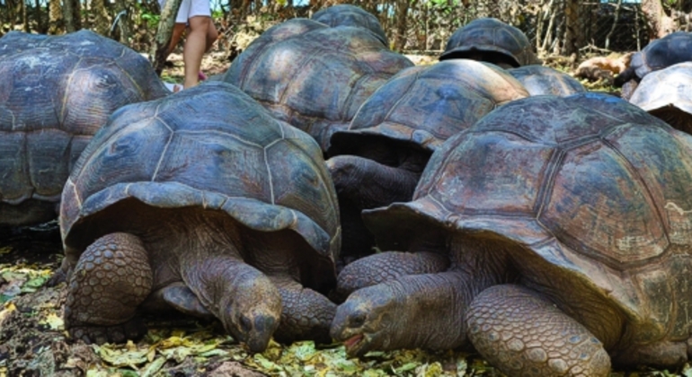 Aventura na Ilha da Prisão e no Banco de Areia de Nakupenda Tanzânia &mdash; #10