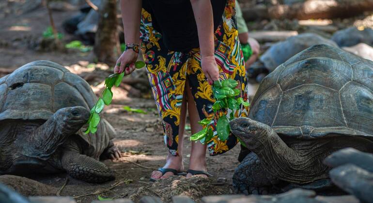 Aventura na Ilha da Prisão e no Banco de Areia de Nakupenda Tanzânia &mdash; #11