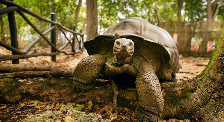 Aventura na Ilha da Prisão e no Banco de Areia de Nakupenda Tanzânia &mdash; #12
