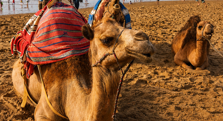 with-a-certified-guide-asilah-the-atlantic-gem-of-art-and-history-en-41