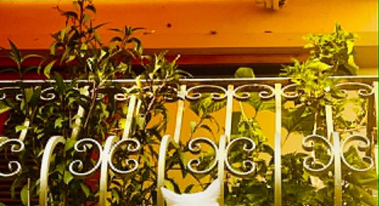 Chania: Old Town Walk with Tastings, Culture & Stories Greece &mdash; #3