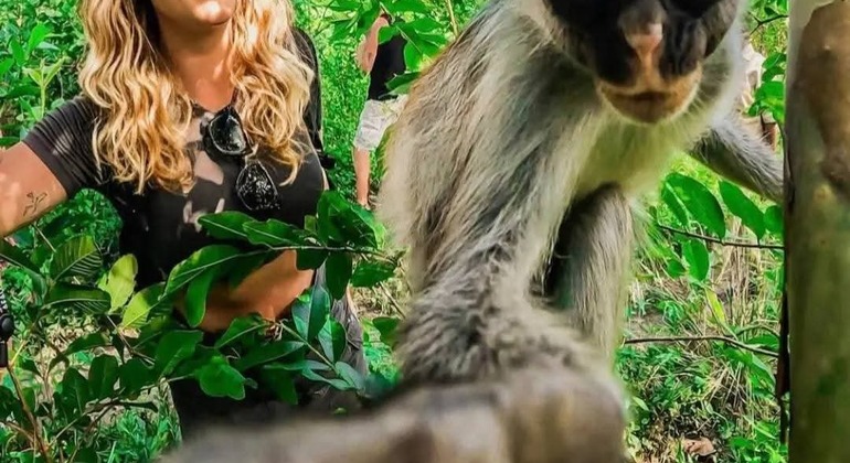 Jozani Forest, Salaam Cave & Kendwa Beach with Lunch Full Day Tour