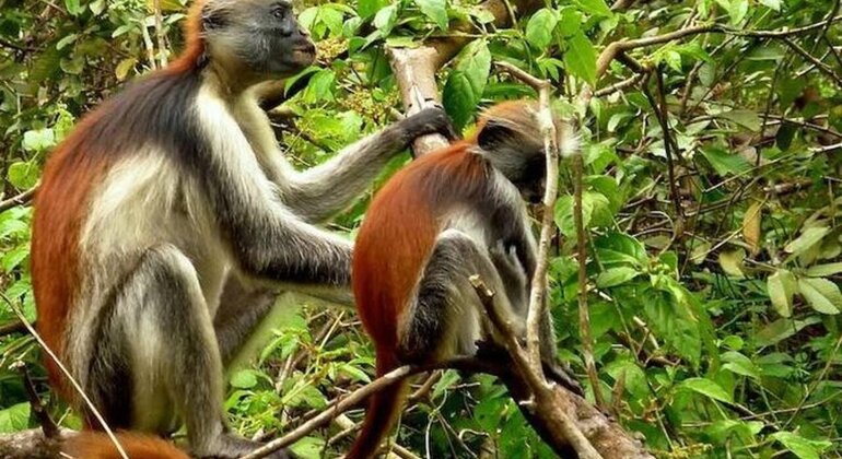 Excursion d'une journée complète : la forêt de Jozani, la grotte de Salaam et la plage de Kendwa, avec déjeuner Tanzanie &mdash; #10