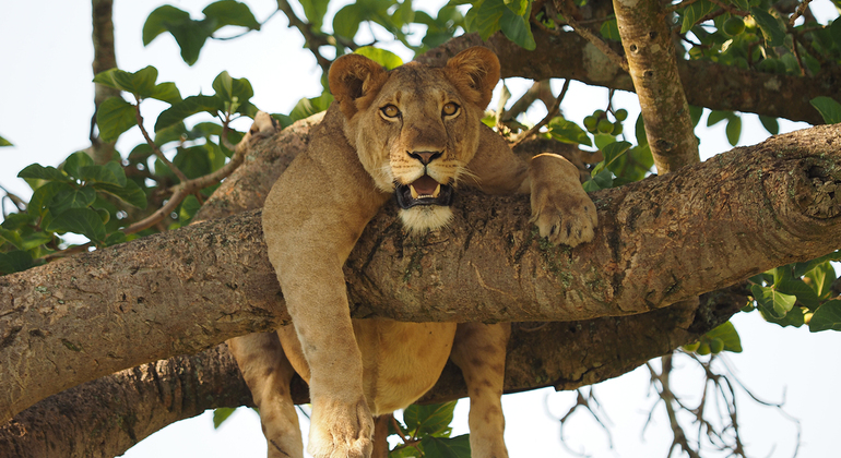 Safari de lujo «Big Five» en Uganda 