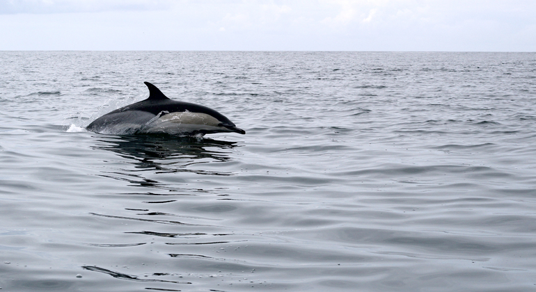 Dolphin Watching Experience in Lisbon Provided by SeaEO Tours