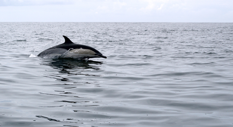 Observation des dauphins à Lisbonne Fournie par SeaEO Tours