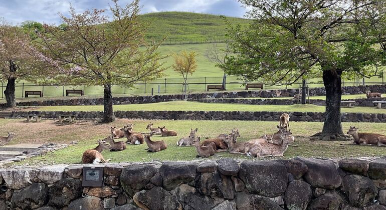 Excursión matutina a Nara: paseo con los ciervos y visita a la primera capital de Japón Japón &mdash; #5