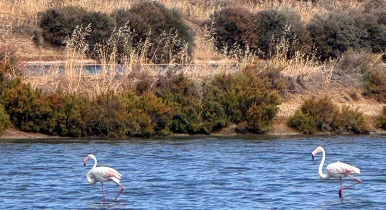 fuseta-free-sunset-tour-legends-salt-and-the-estuary-en-3