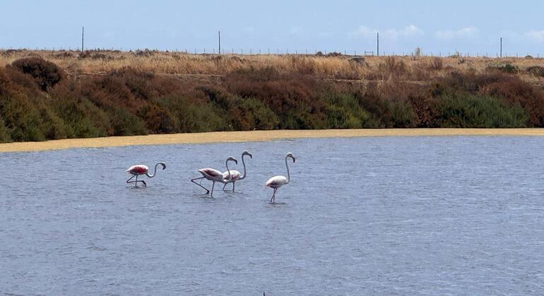 fuseta-free-sunset-tour-legends-salt-and-the-estuary-en-4