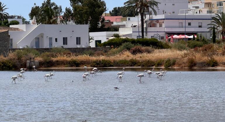 fuseta-free-sunset-tour-legends-salt-and-the-estuary-en-9