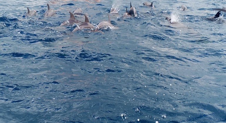 Mnemba Dolphin Tour & Snorkeling Tanzania &mdash; #2