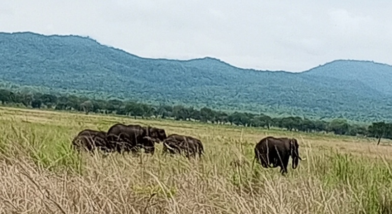 Safari-Tagesausflug in den Mikumi-Nationalpark  Tansania &mdash; #3