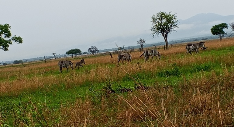 Safari-Tagesausflug in den Mikumi-Nationalpark  Tansania &mdash; #6