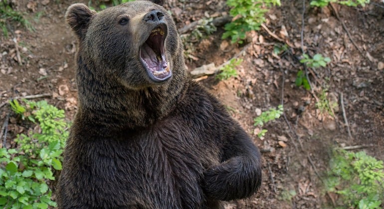 Visita ao Santuário de Ursos Libearty: Bilhetes de entrada incluídos