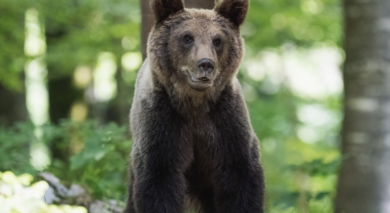 Visita al Santuario de Osos Libearty: entradas incluidas Rumania &mdash; #2