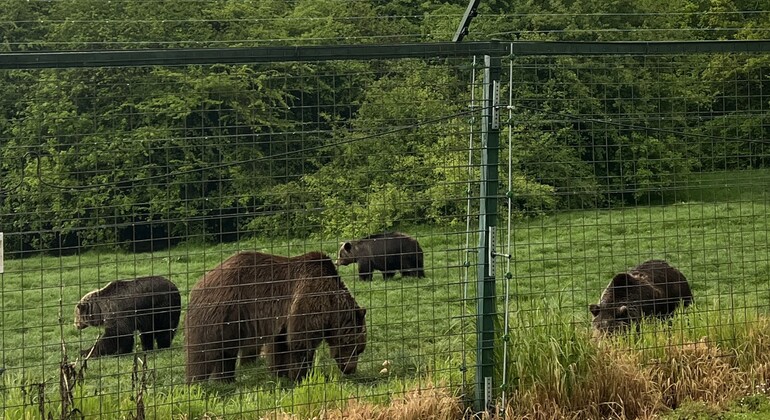 Visita al Santuario de Osos Libearty: entradas incluidas Rumania &mdash; #3