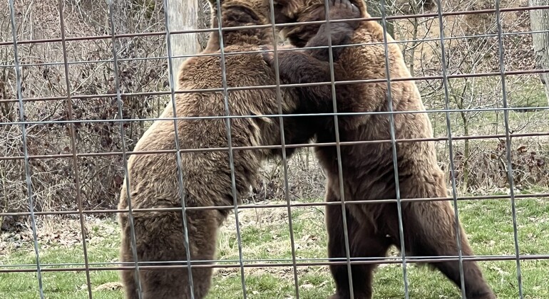 Visita al Santuario de Osos Libearty: entradas incluidas Rumania &mdash; #4