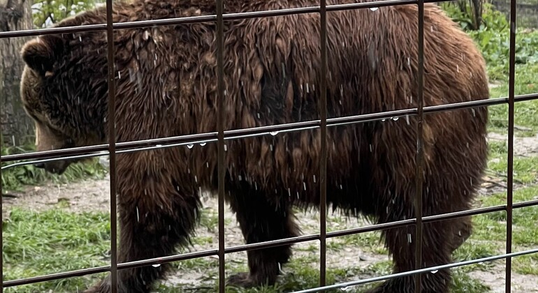 Visita al Santuario de Osos Libearty: entradas incluidas Rumania &mdash; #5
