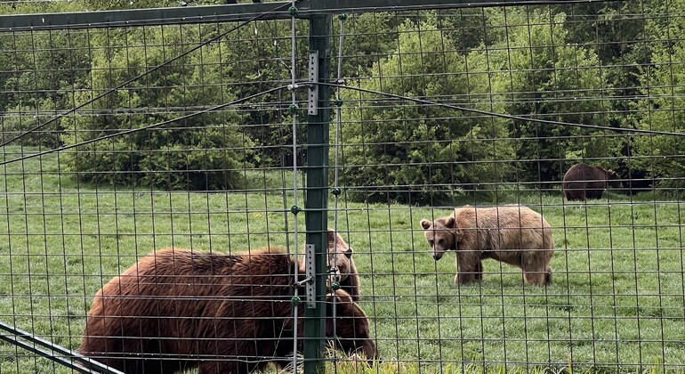 Visita al Santuario de Osos Libearty: entradas incluidas Rumania &mdash; #6