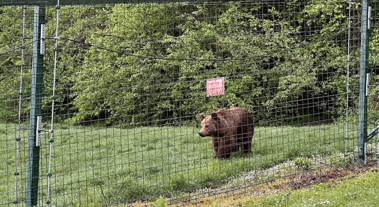 Visita al Santuario de Osos Libearty: entradas incluidas Rumania &mdash; #7