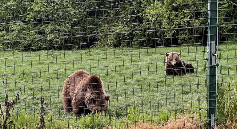 Visita al Santuario de Osos Libearty: entradas incluidas Rumania &mdash; #8