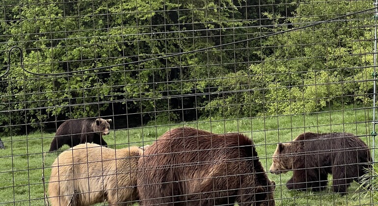 Visita al Santuario de Osos Libearty: entradas incluidas Rumania &mdash; #9